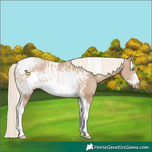 Horse Color:Chocolate Palomino Pearl Tobiano Frame and Chocolate Palomino Pearl Tobiano Frame
