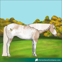 Horse Color:Chocolate Palomino Pearl Tobiano Frame and Chocolate Palomino Pearl Tobiano Frame