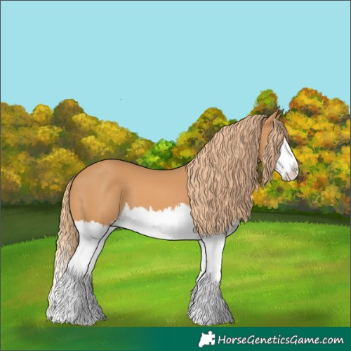 Horse Color:Chestnut Splash 