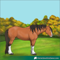Horse Color:Bay Splash 