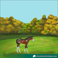 Horse Color:Brown Sabino
