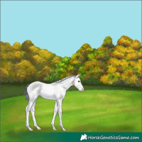 Horse Color:White Spotted Brown Sabino Splash
