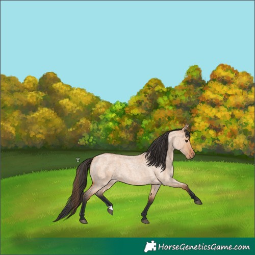 Horse Color:Bay Roan Dun 