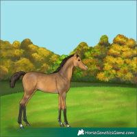 Horse Color:Buckskin Rabicano