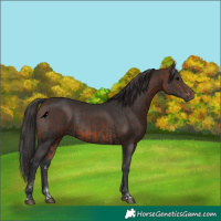 Horse Color:Black Rabicano  and Bay Rabicano 