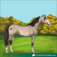 Horse Color:Brown Dun Rabicano 