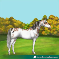 Horse Color:Bay Sabino Frame Rabicano