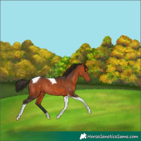 Horse Color:Bay Tobiano Rabicano 