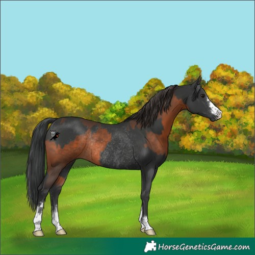 Horse Color:Brown Rabicano  and Black Rabicano 