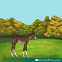 Horse Color:Gray Liver Chestnut Mushroom