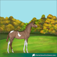 Horse Color:Liver Red Dun Tobiano 