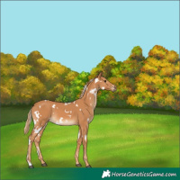 Horse Color:White Spotted Chestnut 
