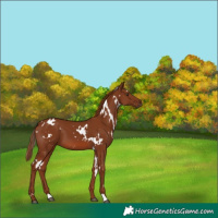 Horse Color:White Spotted Chestnut 