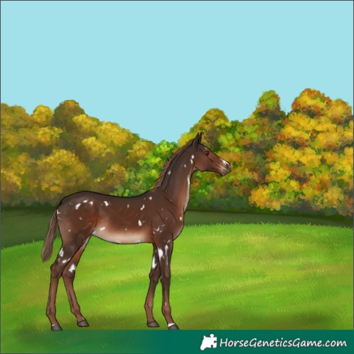 Horse Color:White Spotted Liver Chestnut Rabicano 