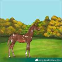Horse Color:White Spotted Chestnut 