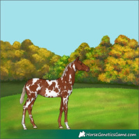 Horse Color:White Spotted Chestnut Rabicano 