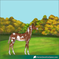 Horse Color:White Spotted Chestnut Rabicano 
