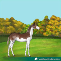 Horse Color:Liver Chestnut Splash 