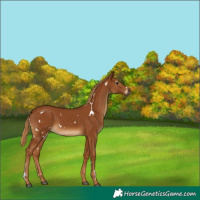 Horse Color:Gray White Spotted Chestnut 