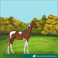 Horse Color:Chestnut Tobiano 
