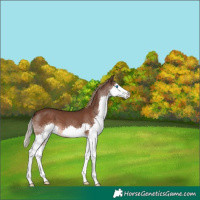 Horse Color:Liver Chestnut Splash 