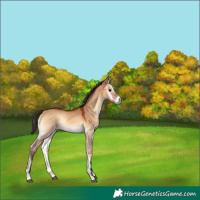 Horse Color:Bay Onyx 