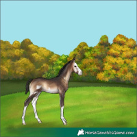 Horse Color:Bay Onyx Splash Frame Rabicano 