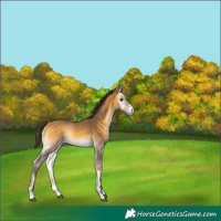 Horse Color:Buckskin Onyx 