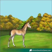 Horse Color:Buckskin Onyx 
