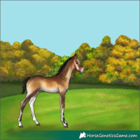 Horse Color:Gray Bay Onyx 