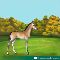 Horse Color:Buckskin Onyx 