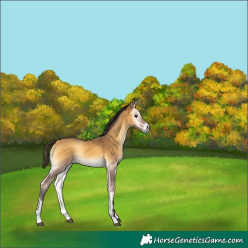 Horse Color:Buckskin Onyx Tobiano