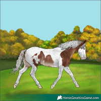 Horse Color:Silver Bay Splash Tobiano Appaloosa Rabicano  and Silver Bay Splash Tobiano Appaloosa Rabicano 