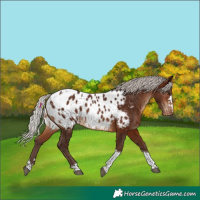 Horse Color:Silver Brown Tobiano Near Leopard 