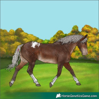 Horse Color:Silver Brown Tobiano Blanket 