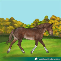 Horse Color:Liver Chestnut Tobiano 