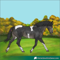 Horse Color:Black Tobiano 