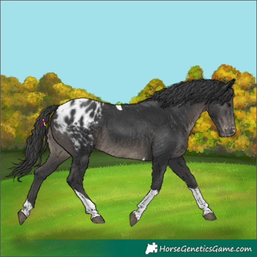 Horse Color:Black Tobiano Appaloosa