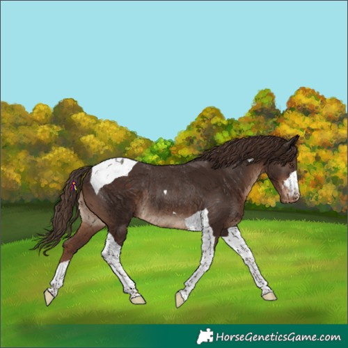 Horse Color:Liver Chestnut Tobiano Appaloosa Rabicano