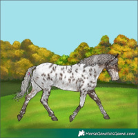 Horse Color:Silver Brown Tobiano Near Leopard 
