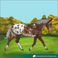 Horse Color:Silver Brown Tobiano Blanket 