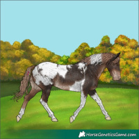 Horse Color:Liver Chestnut Tobiano Snowcap Rabicano 