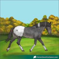 Horse Color:Black Tobiano Appaloosa Rabicano 