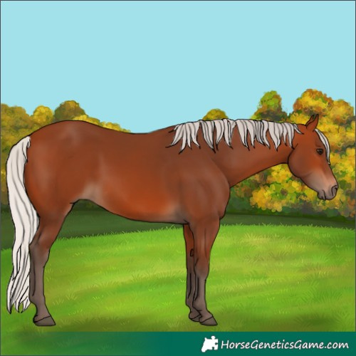 Horse Color:Silver Bay 
