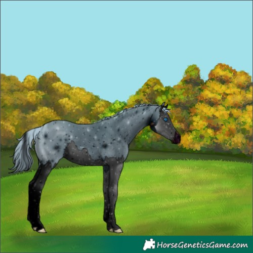 Horse Color:ERROR: UNKNOWN ANOMALY