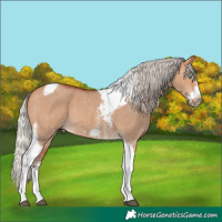 Horse Color:Silver Bay Dun Sabino Tobiano Frame Rabicano 