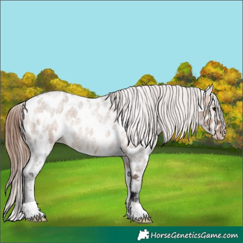 Horse Color:Bay Roan Dun Appaloosa 