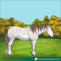 Horse Color:Platinum Red Dun Roan Splash
