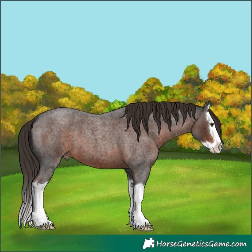 Horse Color:Liver Red Roan Splash 