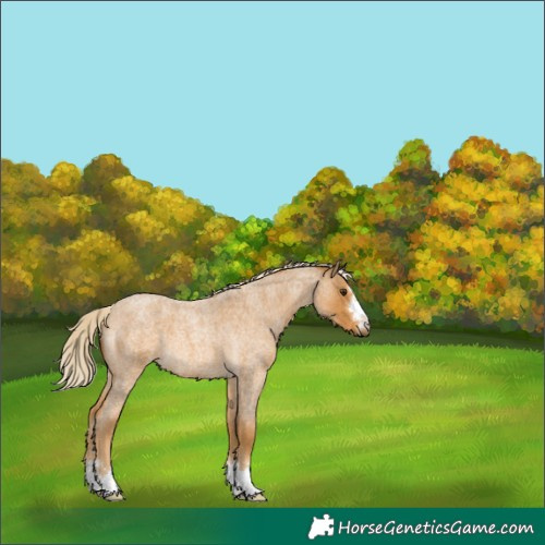 Horse Color:Palomino Roan 